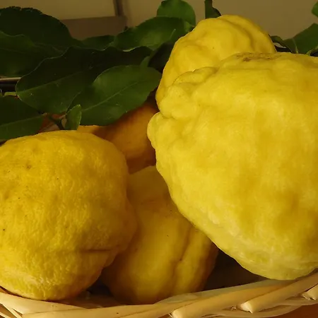 Il Cedro Lejlighedshotel