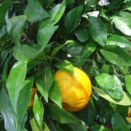 Il Cedro Lejlighedshotel Malcesine