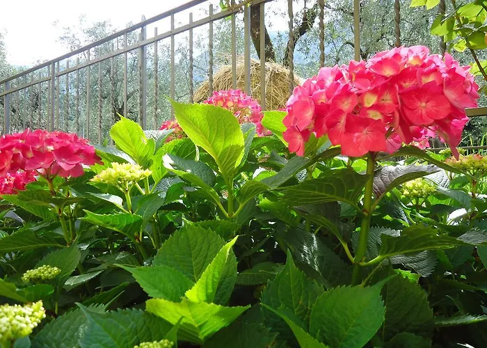 Il Cedro מלון דירות 4*