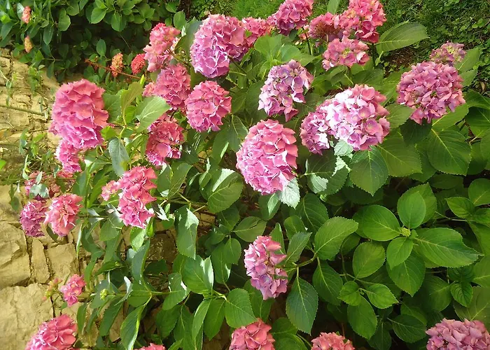 Il Cedro מאלצ'סינה