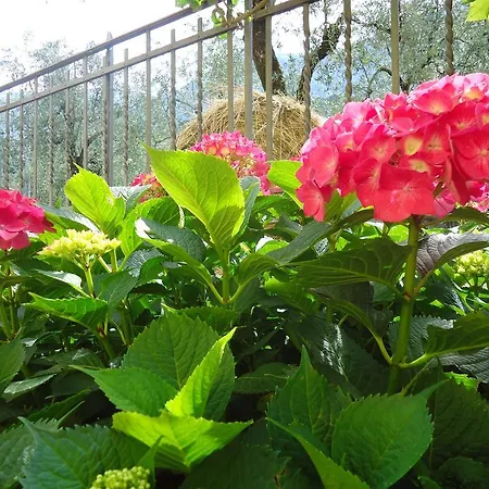 Il Cedro アパートホテル 4*