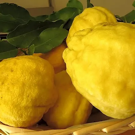 Il Cedro 公寓式酒店 马尔切西内