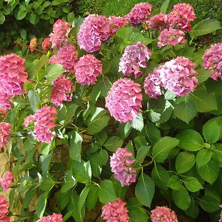 Il Cedro マルチェージネ