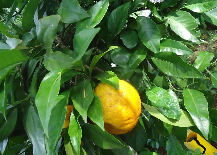 Il Cedro Апарт-отель Мальчезине